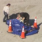 Vídeos: hallan una cabeza humana en una playa de Key Byscaine, Florida, Estados Unidos