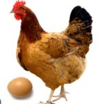 Vídeos: ¿Qué fue primero, el huevo o la gallina? Aquí te damos la respuesta