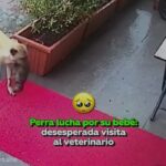 VIDEO: Una perra lleva a su cachorrito moribundo por hipotermia a una veterinaria ¡y le salvan la vida!