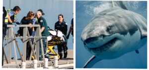 Vídeos: muere un pescador submarino tras ser atacado por un tiburón de casi 5 metros en las costas australianas
