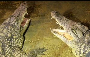 Un niño de 3 años de edad resultó gravemente herido luego de ser lanzado a un recinto de cocodrilos en un zoológico