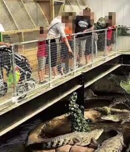 Vídeos: revelan detalles en el caso del niño de tres años de edad arrojado a un recinto de cocodrilos en un zoológico