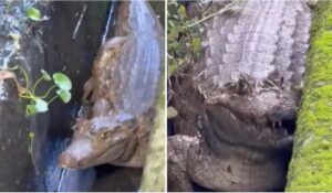 Vídeos: aparece un caimán en un canal de desagüe en la lujosa  urbanización caraqueña la “Lagunita Country Club” y alarma a los vecinos