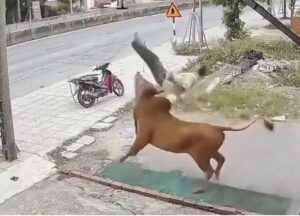 Vídeo sensible: un hombre es atacado y lanzado por los aires por su propio toro