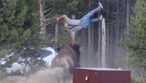 Vídeo sensible: un bisonte enfurecido embistió y lanzó por los aires a un anciano en el parque nacional Yellowstone, Estados Unidos