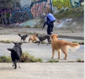 Vídeo: una jauría de perros evitó que un hombre violara a 2 mujeres que estaban paseando a sus perros