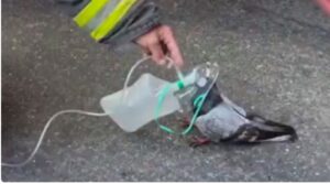 Vídeo conmovedor: bomberos auxilian a una paloma que se acercó a ellos luego de intoxicarse con humo del incendio que los bomberos estaban apagando