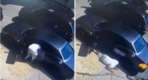 Vídeo sensible: hombre queda gravemente herido tras ser baleado en su automóvil a plena luz del día