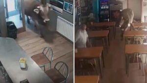 Vídeo: un toro se escapa de su rebaño y entra repentinamente a un bar sorprendiendo a varias personas que estaban desayunando