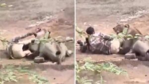 Vídeo sensible: un hombre atrapado e inmovilizado por una leona se salva de ser devorado por el animal tras acariciarle la cabeza