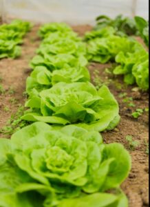 Vídeos: brote de diarrea “explosiva” causado por ciclosporiasis, golpea a restaurantes y hunde las ventas de lechuga en EE.UU.