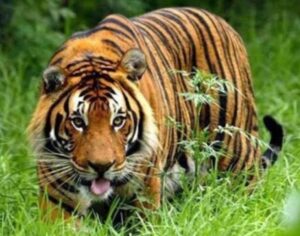 Un tigre ataca a una mujer, la toma por la cabeza y la arrastra 300 metros dejándole heridas muy graves que le causaron la muerte