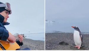 Vídeo asombroso: un pingüino sale del mar al escuchar a un guitarrista y se queda frente al músico atento a la canción que tocaba