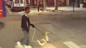 Vídeo, ¿Un pato lazarillo?: Un ave se vuelve viral al ser ‘guía’ de una persona invidente