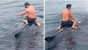 Vídeo,  a lo “Free Willy”: un pescador se lanza al mar para liberar a una enorme ballena que estaba atrapada entre redes