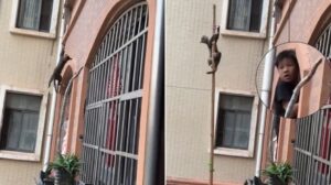 Vídeo heróico: niños se organizan en un rescate improvisado para salvar a un gato que quedó colgado fuera de un edificio
