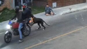Vídeo: perro salva a su dueño de un atraco armado a punta de mordiscos