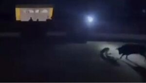 Vídeo: en plena corrida un torero queda a oscuras frente al toro durante un apagón y sale volando por los aires