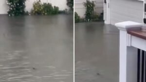 Vídeos, ¿Tiburón citadino?: reportan el avistamiento de un tiburón nadando tranquilamente en las calles inundadas de Surf City, New Jersey