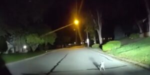 Vídeo: un perro ladra insistentemente para llamar la atención de policías y llevarlos hasta su casa en dónde su dueño estaba varias horas tirado en el piso sin poder levantarse
