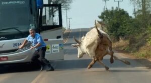 Vídeo: un conductor de autobús y un toro se enfrentan en una carretera